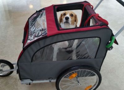 large dog carrier for bike